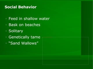 Social Behavior Feed in shallow water Bask on beaches Solitary Genetically tame “Sand Wallows” 