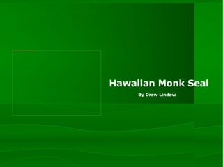 Hawaiian Monk Seal By Drew Lindow 