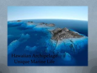 Hawaiian Archipelago
 Unique Marine Life
 