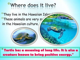 *
*They live in the Hawaiian Islands.
*These animals are very symbolic
in the Hawaiian culture.




*"Turtle has a meaning of long life. It is also a
 creature known to bring positive energy."
 