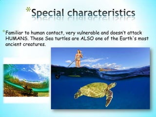 *
* Familiar to human contact, very vulnerable and doesn’t attack
 HUMANS. These Sea turtles are ALSO one of the Earth's most
 ancient creatures.
 