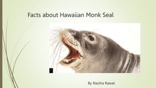 Facts about Hawaiian Monk Seal
By Naisha Rawat
 