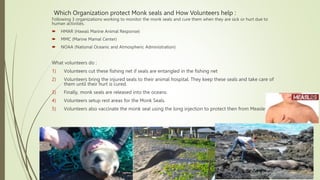 Which Organization protect Monk seals and How Volunteers help :
Following 3 organizations working to monitor the monk seal...