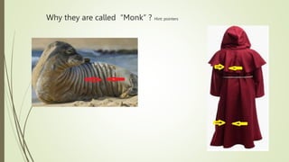 Why they are called “Monk” ? Hint: pointers
 