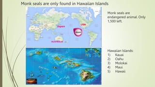 Monk seals are only found in Hawaiian Islands
Hawaiian Islands:
1) Kauai
2) Oahu
3) Molokai
4) Maui
5) Hawaii
Monk seals a...