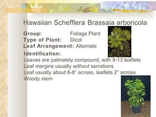 Hawaiian Schefflera  Brassaia arboricola   Group: Foliage Plant Type of Plant: Dicot Leaf Arrangement:  Alternate   Identification: Leaves are palmately compound, with 9-13 leaflets Leaf margins usually  without  serrations Leaf usually about 6-8” across, leaflets 2” across Woody stem 