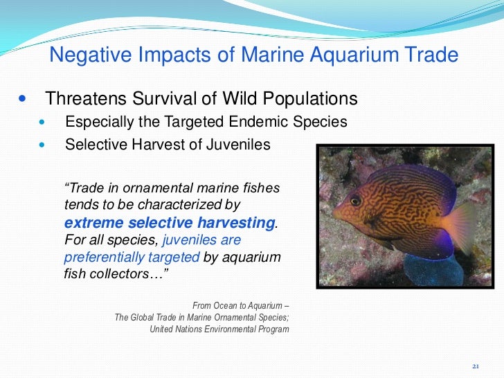 Hawaii aquarium trade impacts