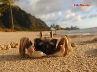 Crabe Hawaiien 