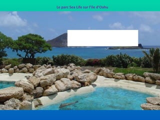 Le parc Sea Life sur l’ile d’Oahu 