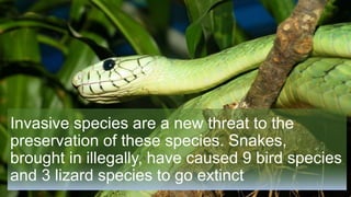 Invasive species are a new threat to the
preservation of these species. Snakes,
brought in illegally, have caused 9 bird species
and 3 lizard species to go extinct
 