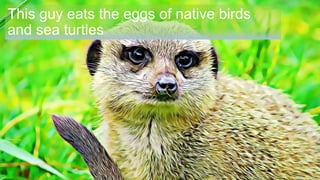 This guy eats the eggs of native birds
and sea turtles
 