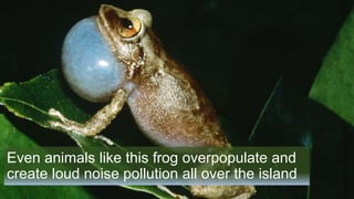 Even animals like this frog overpopulate and
create loud noise pollution all over the island
 