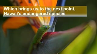 Which brings us to the next point,
Hawaii’s endangered species
 