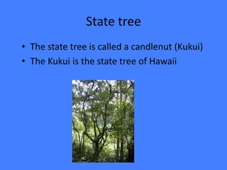 State treeThe state tree is called a candlenut (Kukui)The Kukui is the state tree of Hawaii