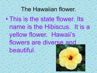The Hawaiian flower.This is the state flower. Its name is the Hibiscus.  It is a yellow flower.  Hawaii’s flowers are diverse and beautiful.