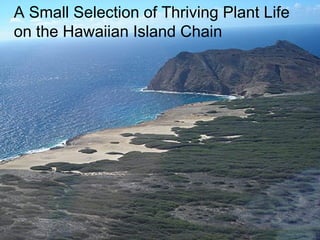 A Small Selection of Thriving Plant Life on the Hawaiian Island Chain 
