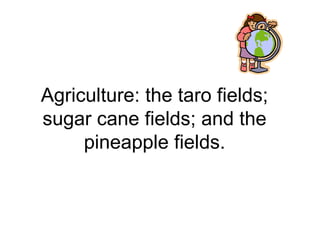 Agriculture: the taro fields;
sugar cane fields; and the
pineapple fields.
 