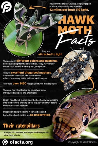 Hawk moth facts