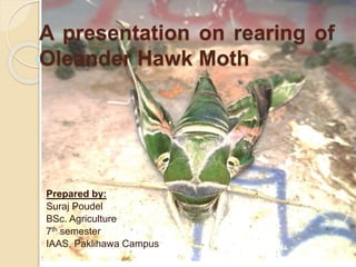 A presentation on rearing of
Oleander Hawk Moth
Prepared by:
Suraj Poudel
BSc. Agriculture
7th semester
IAAS, Paklihawa Campus
 