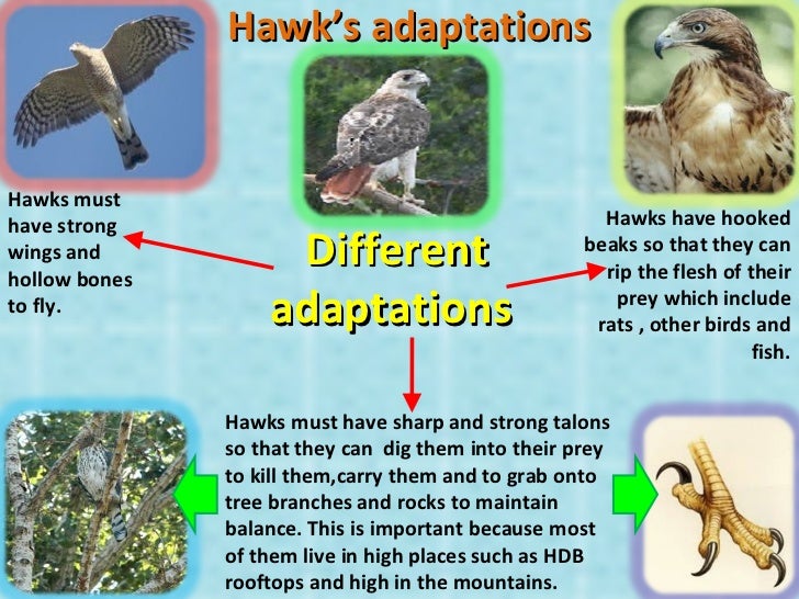 hawk adaptations