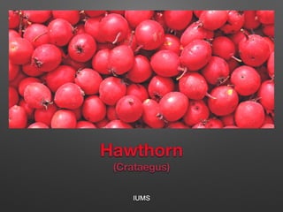 Hawthorn
(Crataegus)
IUMS
 