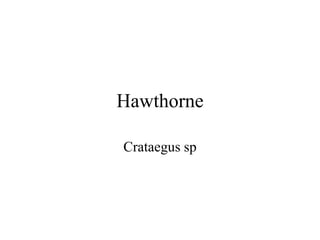 Hawthorne 
Crataegus sp 
 