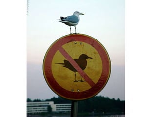 Culture Jamming & Meme Wars