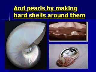 So why not  the Muslim women should be protected by………..HIJAB