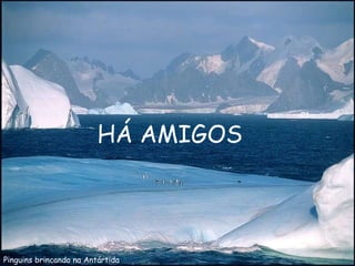 Pinguins brincando na Antártida HÁ AMIGOS 