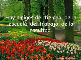 Tulipanes en Holanda Hay amigos del tiempo, de la escuela, del trabajo, de la facultad. 