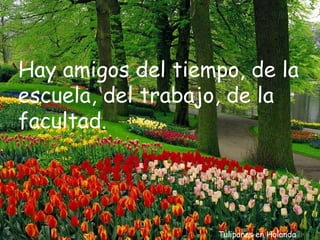 Tulipanes en Holanda Hay amigos del tiempo, de la escuela, del trabajo, de la facultad. 