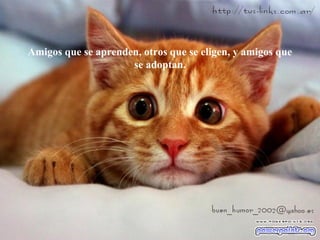 Amigos que se aprenden, otros que se eligen, y amigos que
se adoptan.
 