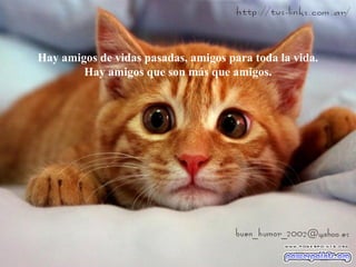 Hay amigos de vidas pasadas, amigos para toda la vida.
Hay amigos que son más que amigos.
 