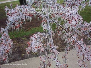 Cerezos helados en Japón Por supuesto que hay amigos que se van, que nos dejan; otros que vuelven y otros que siempre se quedan. 