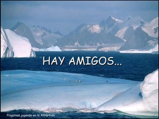 Pingüinos jugando en la Antártida HAY AMIGOS... 