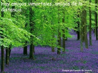 Hay amigos inmortales, amigos de la
distancia.




                          Bosque perfumado de lavanda
 