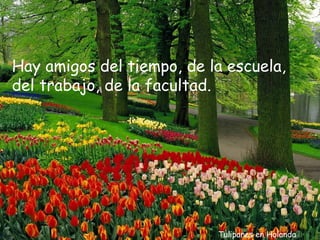 Hay amigos del tiempo, de la escuela,
del trabajo, de la facultad.




                           Tulipanes en Holanda
 
