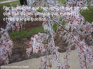 Por supuesto que hay amigos que se van,
 que nos dejan; amigos que vuelven y
 otros que se quedan.




Cerezos helados en Japón
 