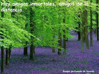 Hay amigos inmortales, amigos de la
distancia.




                        Bosque perfumado de lavanda
 