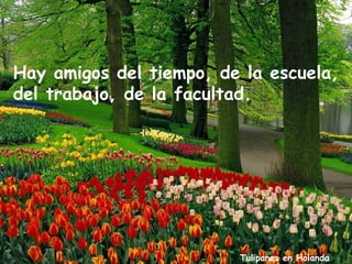 Hay amigos del tiempo, de la escuela,
del trabajo, de la facultad.




                         Tulipanes en Holanda
 
