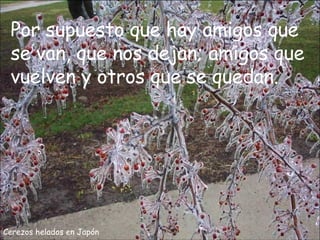 Cerezos helados en Japón Por supuesto que hay amigos que se van, que nos dejan; amigos que vuelven y otros que se quedan. 