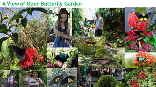 A View of Open Butterfly Garden
 