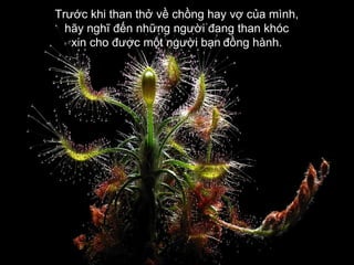 Trước khi than thở về chồng hay vợ của mình,  hãy nghĩ đến những người đang than khóc  xin cho được một người bạn   đồng hành.   