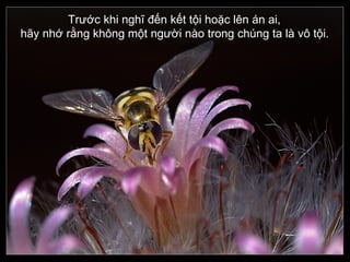 Trước khi nghĩ đến kết tội hoặc lên án ai,  hãy nhớ rằng không một người nào trong chúng ta là vô tội.   