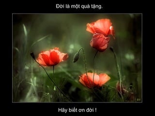Hãy biết ơn đời !  Đời là một quà tặng. 