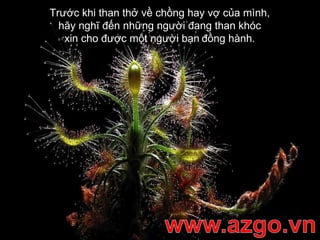 Trước khi than thở về chồng hay vợ của mình,  hãy nghĩ đến những người đang than khóc  xin cho được một người bạn   đồng hành.   