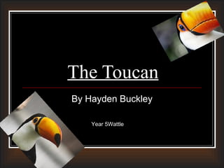 The Toucan By Hayden Buckley Year 5Wattle 