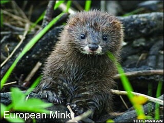 European Mink 