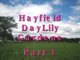 Hayfield DayLily Gardens Part 3 Newcastle, Ontario 