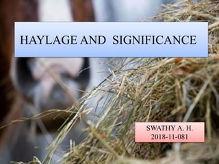 HAYLAGE AND SIGNIFICANCE
SWATHY A. H.
2018-11-081
 